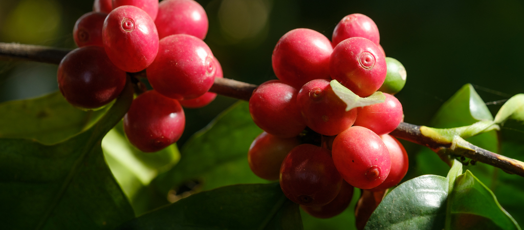 cafe de especialidad