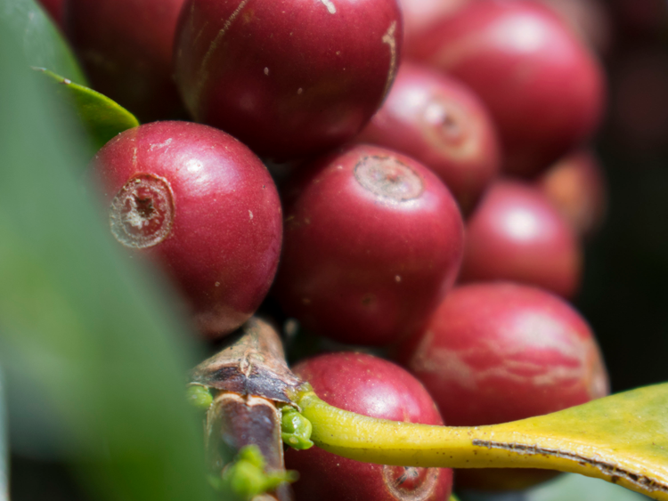 Pacamara