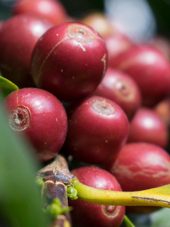 Pacamara