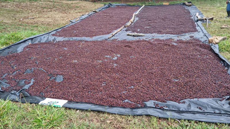 La Finca 07