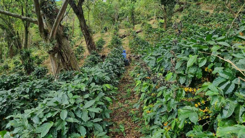 La Finca 08