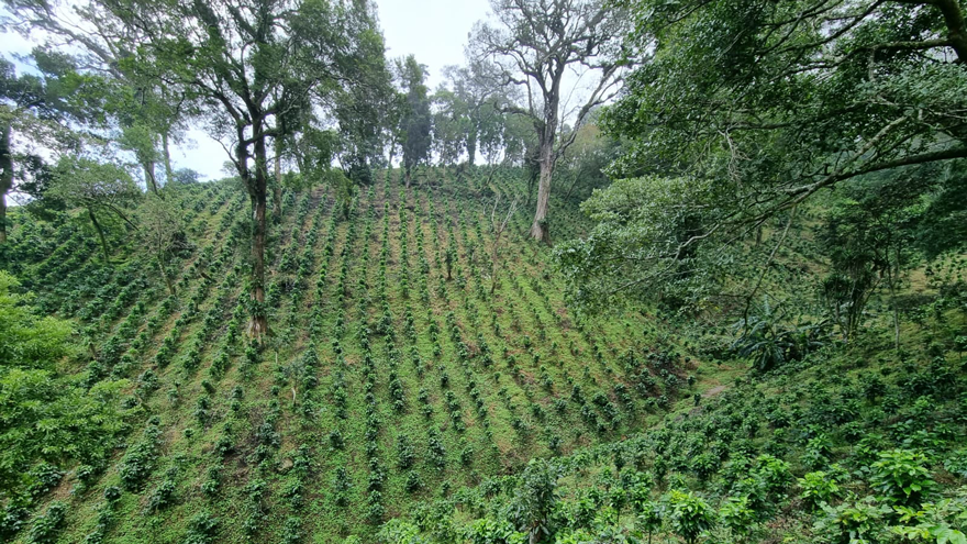La Finca 01