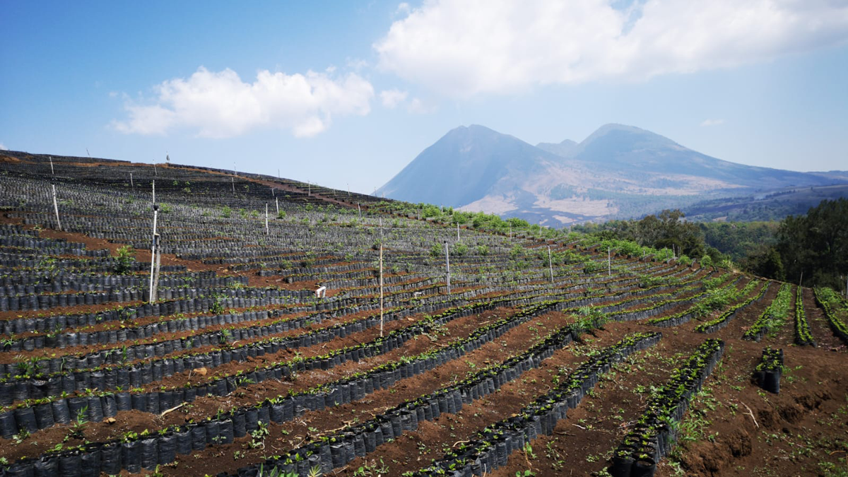 La Finca 03