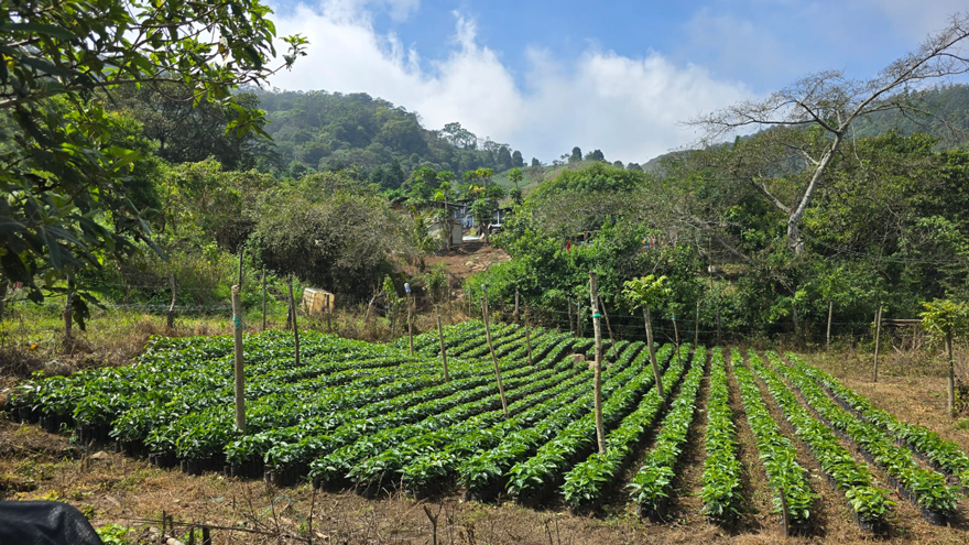 La Finca 02